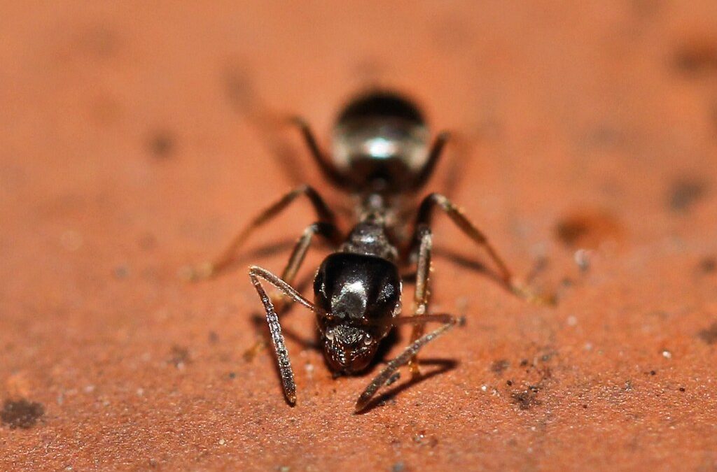 ant control solution