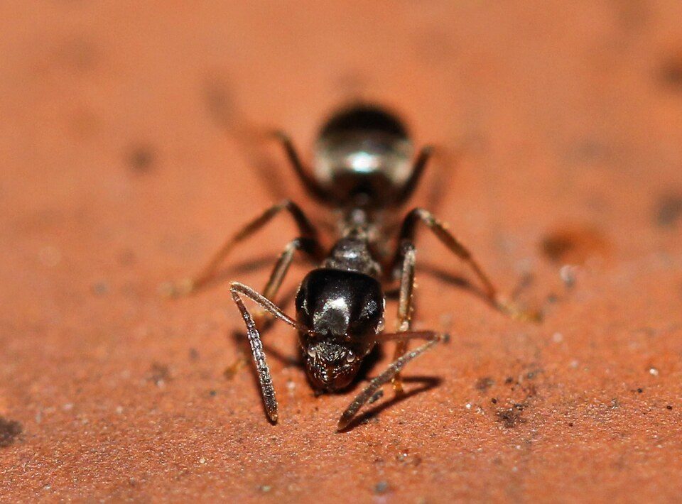 Ant Control Solution