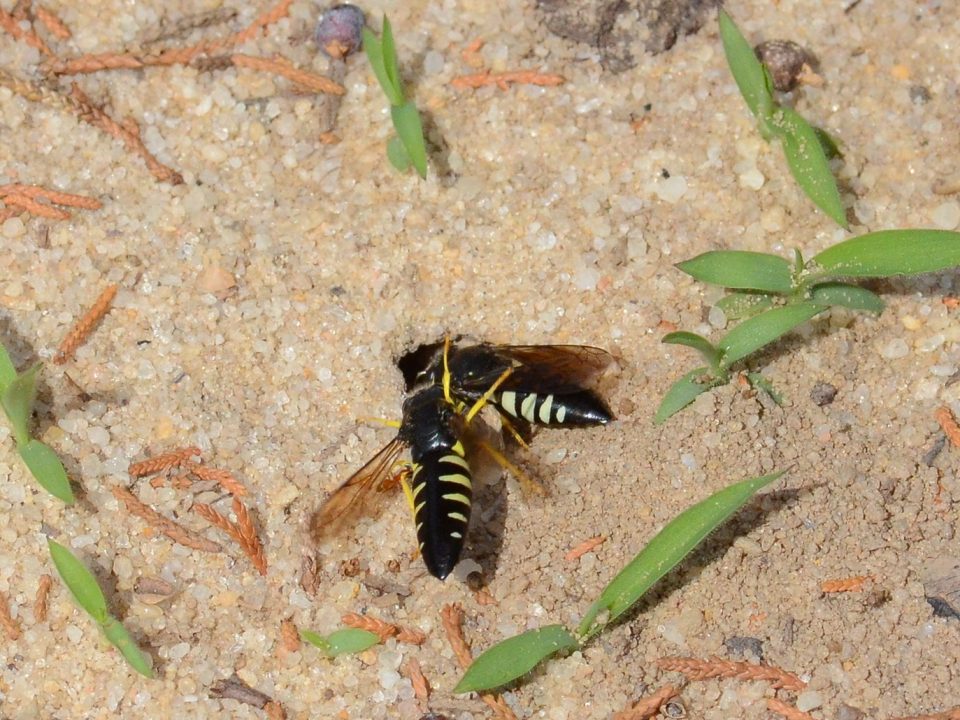 Bees That Live In The Ground