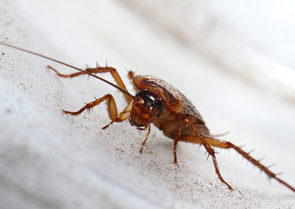 Bugs Mistaken For Roaches