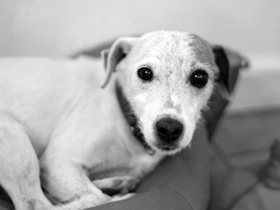 Flea Infestation In House