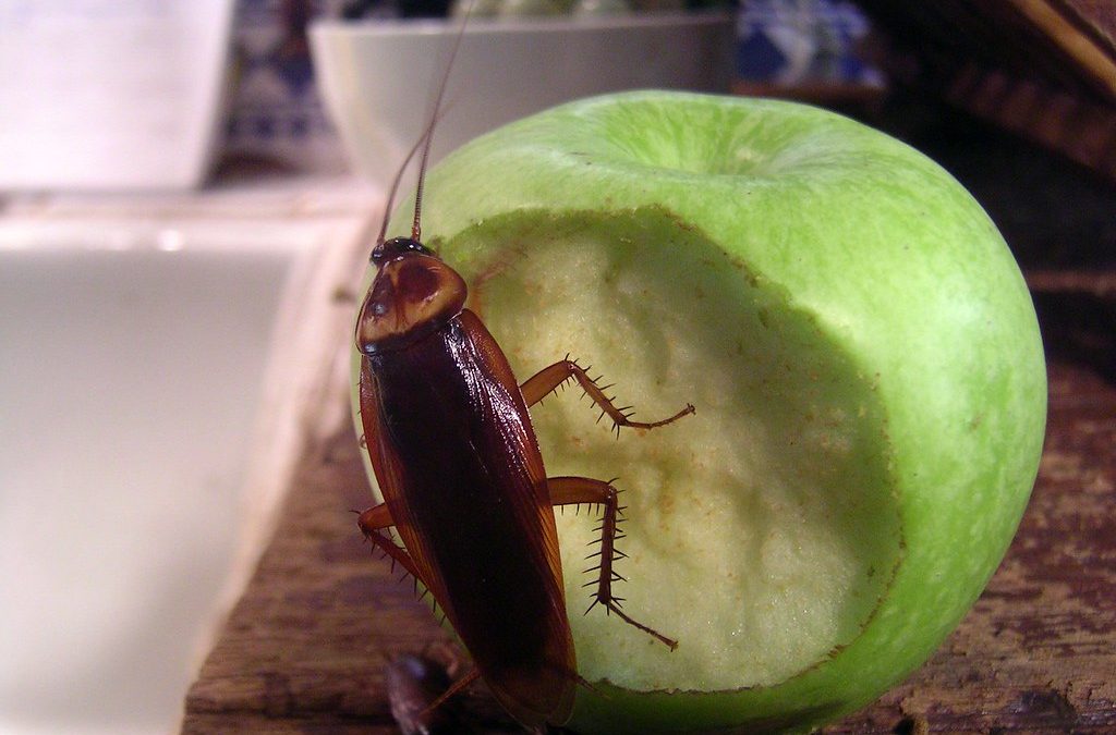 german roach vs american roach