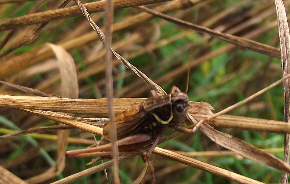 How To Get Rid Of Crickets In The House