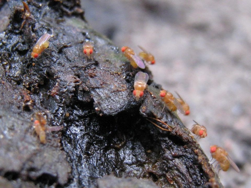 How To Get Rid Of Fruit Flies