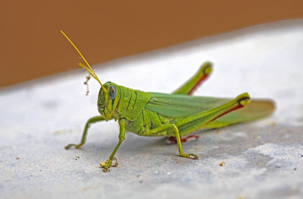 how to get rid of grasshoppers