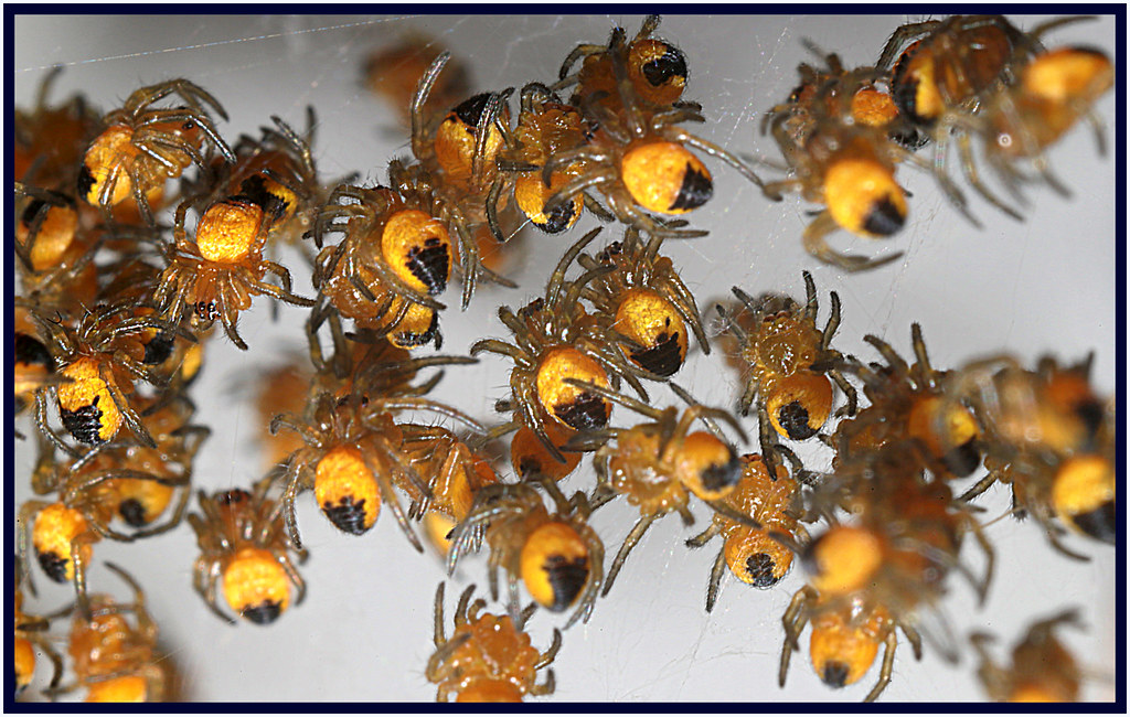 how to get rid of spider nests