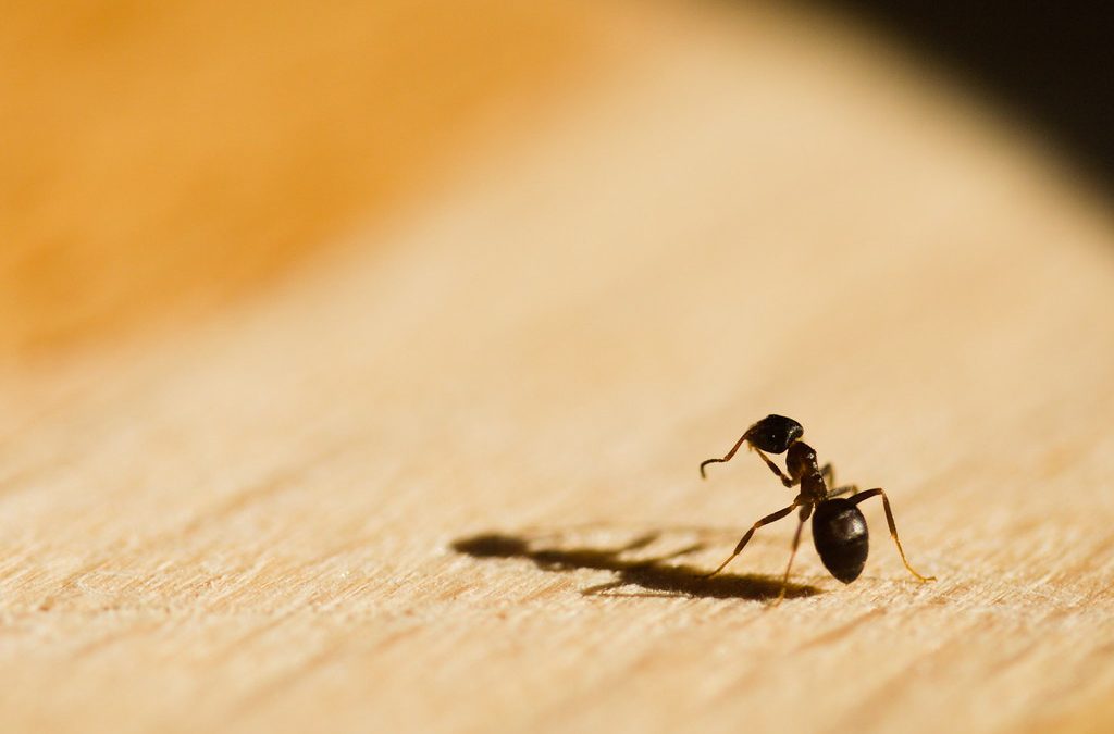 how to keep ants away