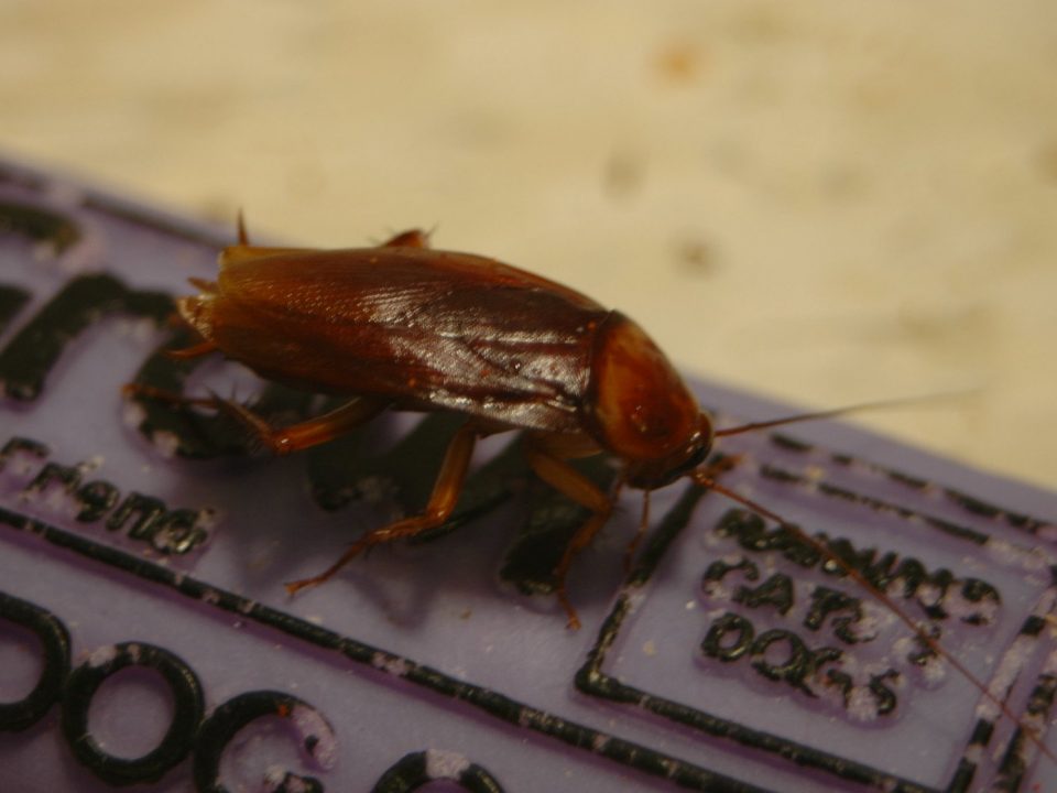 How To Keep Roaches Out Of Drains