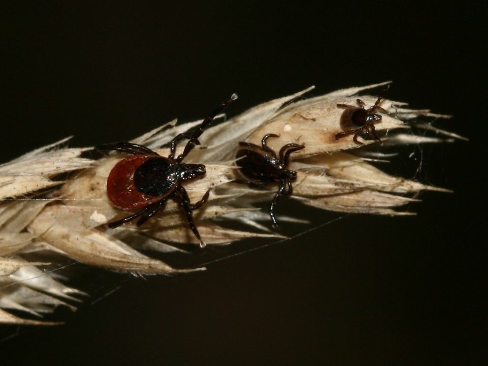 How To Prepare For Tick Season