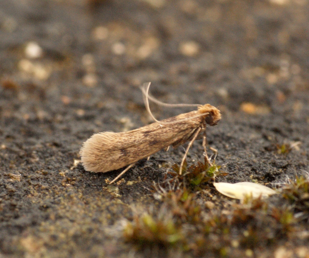 How To Prevent Bugs That Eat Clothes