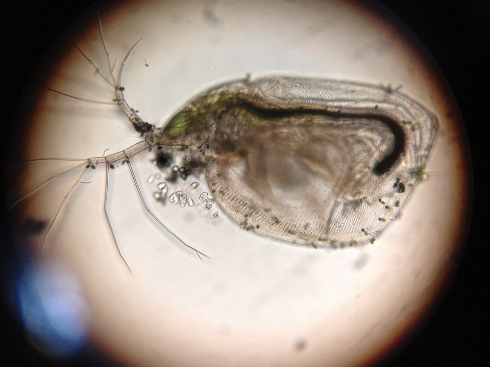 How To Treat Flea Bites