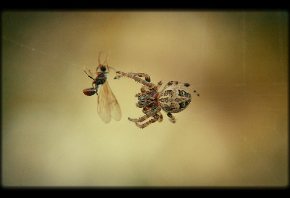 Natural Remedies For Spiders