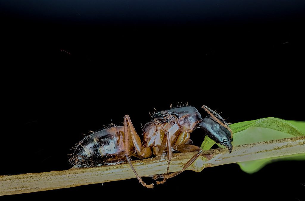 signs of carpenter ants