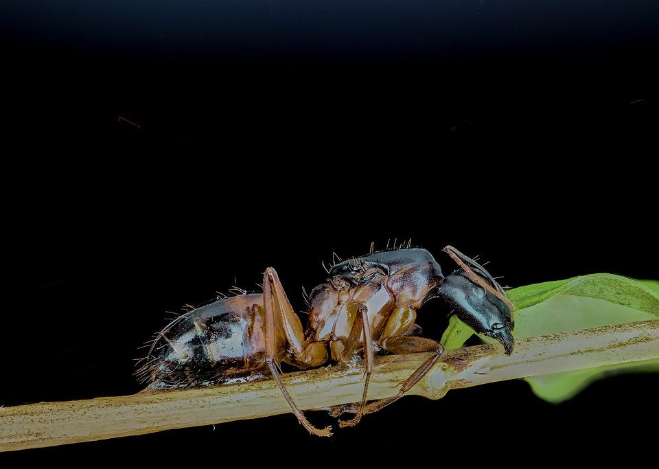 Signs Of Carpenter Ants