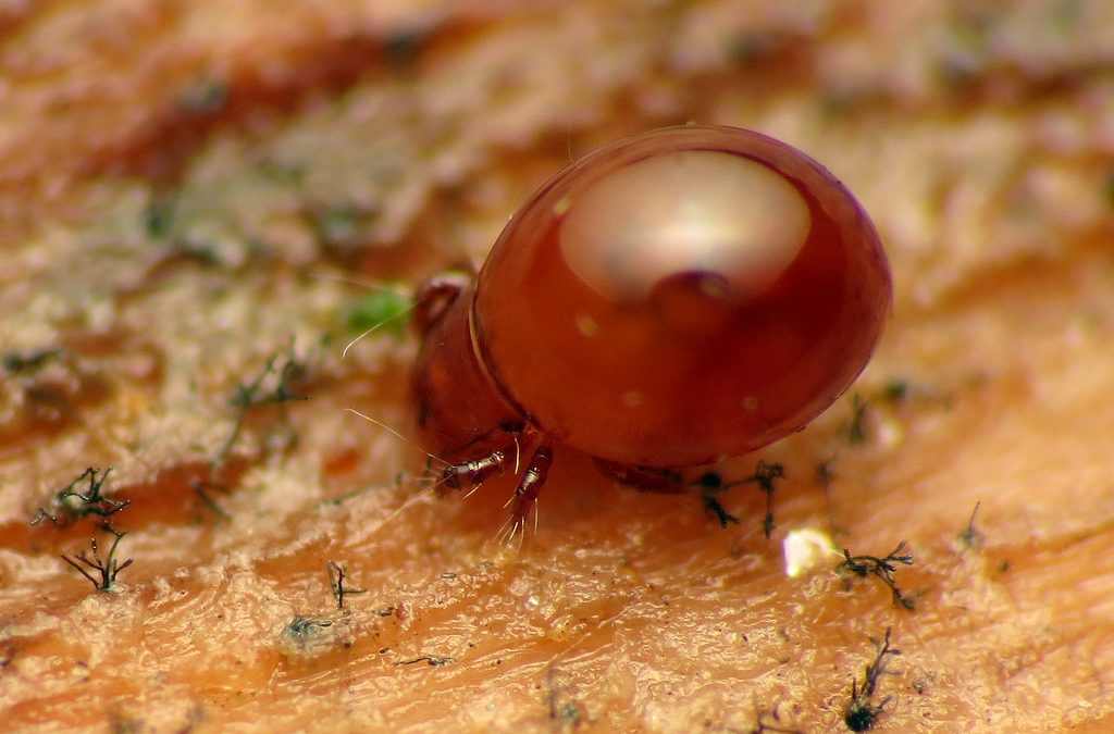 what are mites