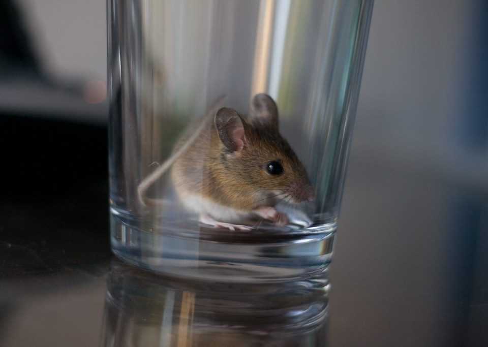 Mice In The House