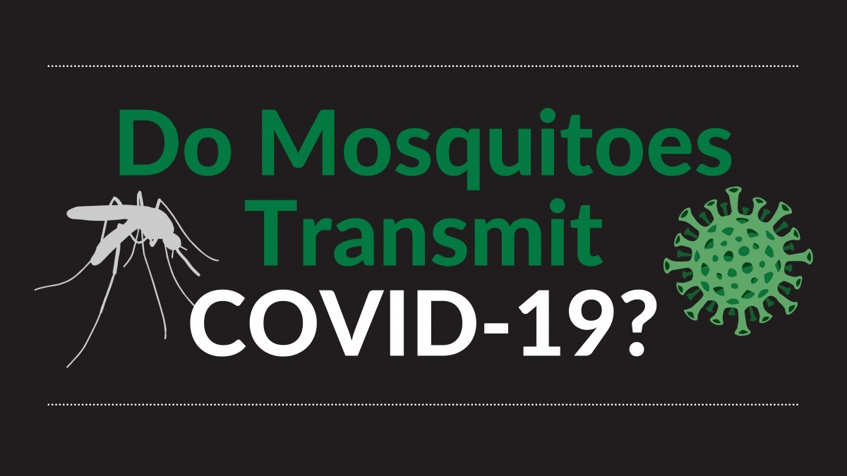 Mosquito COVID article header graphic