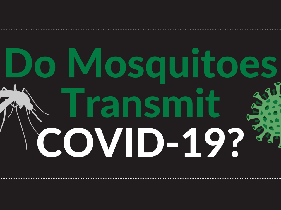 Mosquito Covid Article Header Graphic