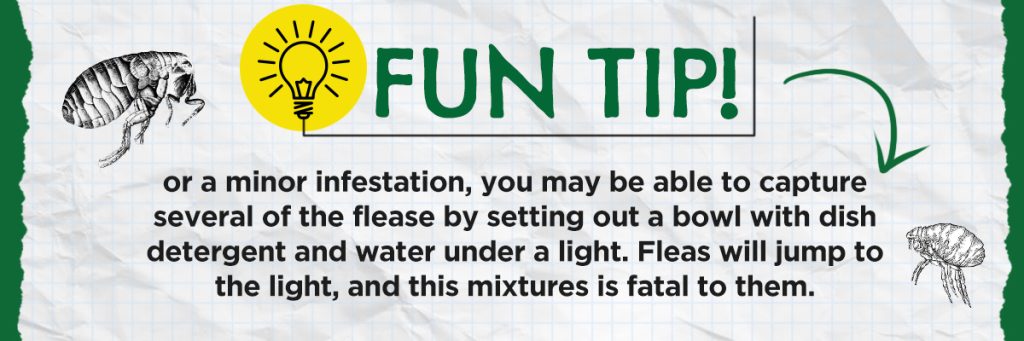 Flea Blog Content Flea Blog Content 6