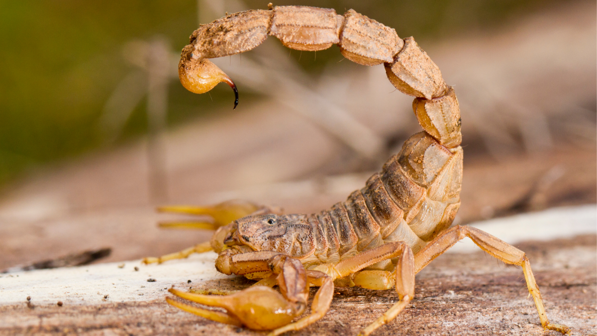 Scorpion 2