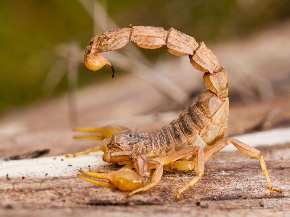 Scorpion 2