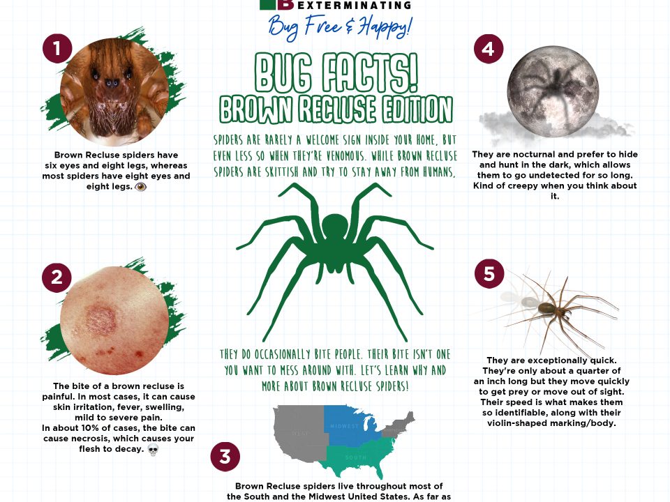 7 Steps To Avoid Brown Recluse Spider Bites 22 Brown Recluse Infographic