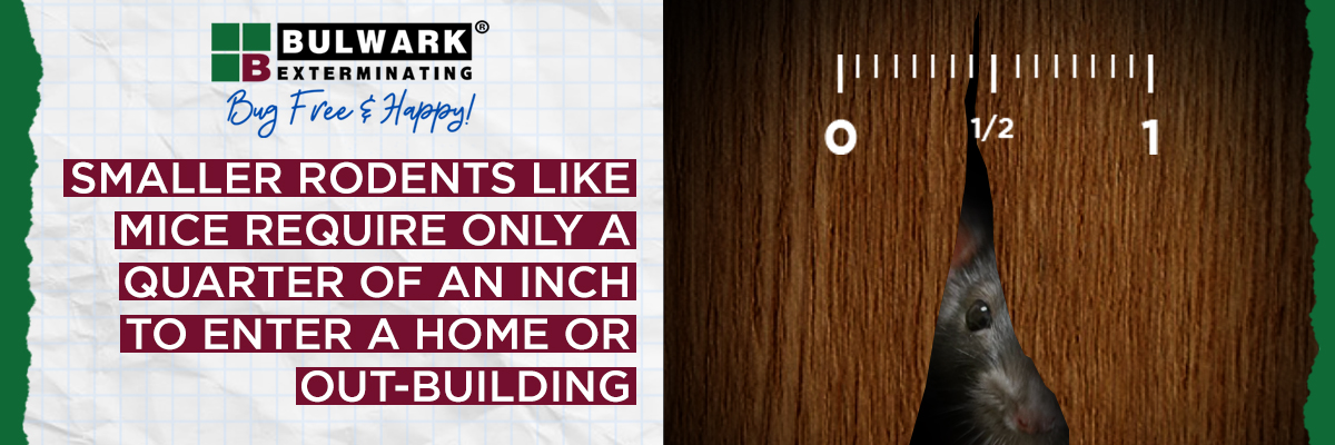 Flea Blog Content Rodent Blog Content A