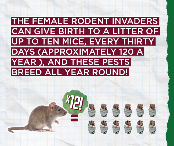 Rodent-Blog-Content---Right Rodent Blog Content Right