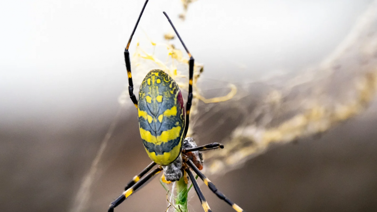 joro spider