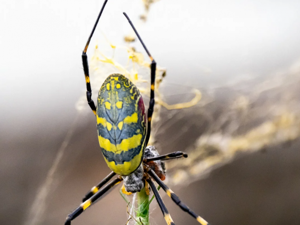 Joro Spiders: The New Pest In Atlanta, Georgia 18 Joro Spider