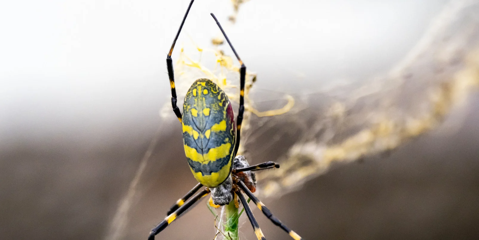 Joro Spiders: The New Pest In Atlanta, Georgia 1 Joro Spider