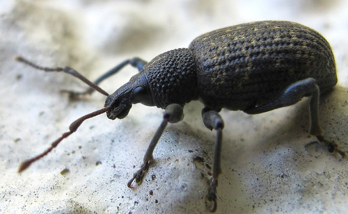 Beetles 3 4758005127 Fe150E300A E