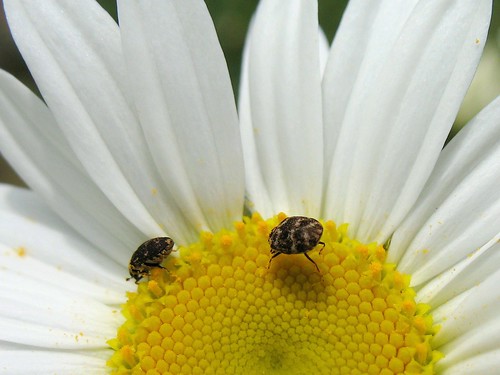 Carpet Beetles 2 Carpet Beetles Bulwark