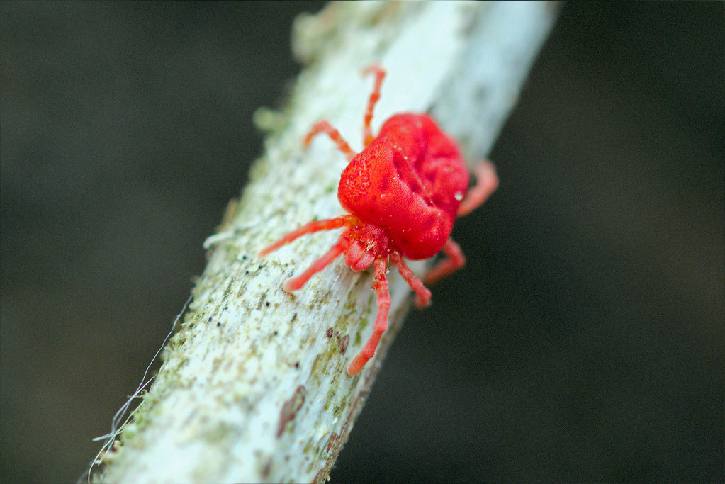 Chiggers 3 Chiggers Bulwark