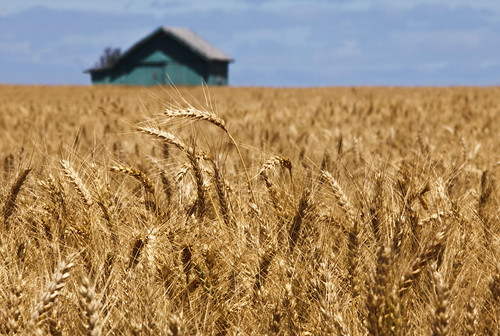 Confused Flour Beetles 2 Confused Flour Beetle Bulwark