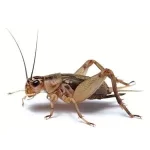 Crickets 2 Crickets 1