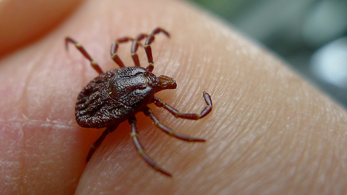 Dermacentor Ticks - Rocky Mountain Wood Tick 3 Dermacentor Ticks Bulwark
