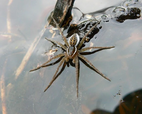 Fishing Spider 3 Fishing Spider Bulwark