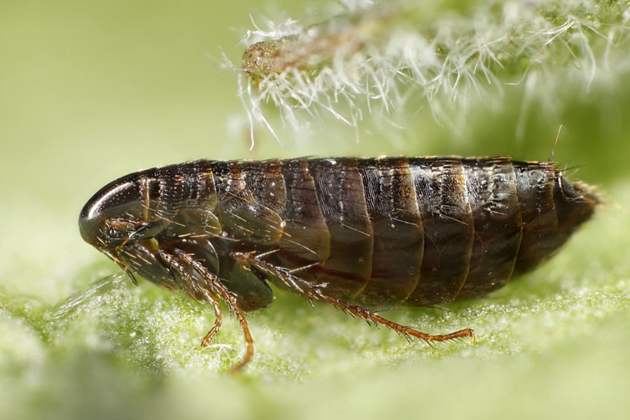 Fleas 3 Fleas Bulwark