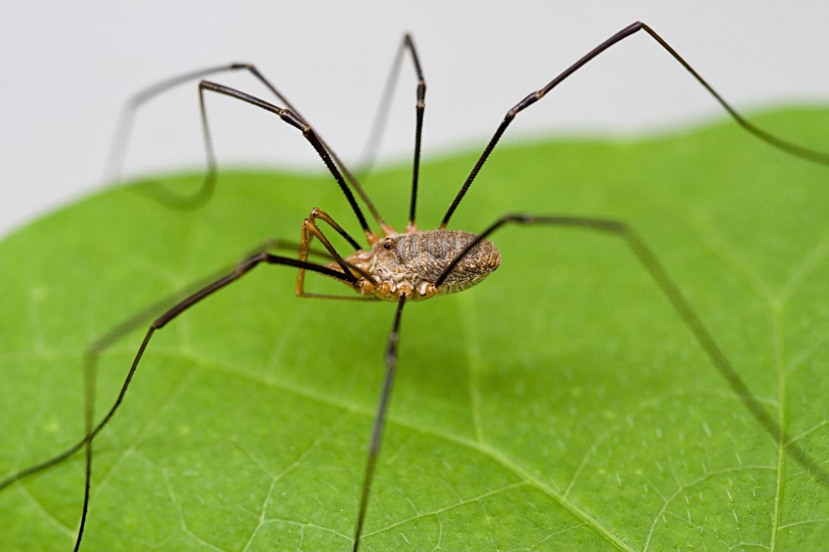 Daddy Longlegs / Harvestmans 2 Harvestmen Daddy Longlegs Spider Bulwark