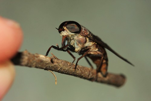 Horseflies 3 Horse Fly Bulwark