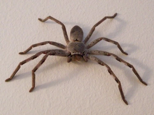 Huntsman Spider 3 Huntsman Spider Bulwark