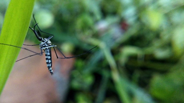 Bulwark Exterminating photo 5