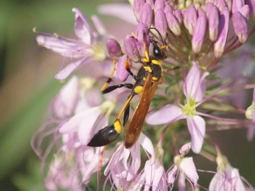 Mud Daubers 3 Mud Daubers Bulwark