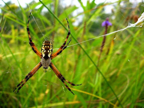 Orb Weaver 2 Orb Weaver Spider Bulwark