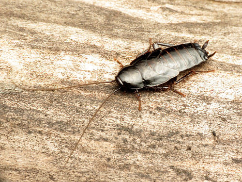 Oriental Roaches 3 Oriental Roaches Bulwark