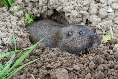 Pocket Gophers 3 Pocket Gophers Bulwark