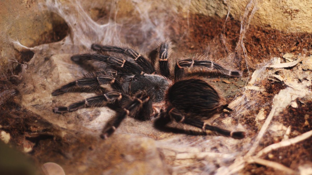 Best Tarantula Exterminator | Tarantual Pest Control Services