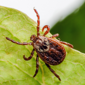 Bug Free &Amp; Happy Coupons 107 Get $50 Off Today!