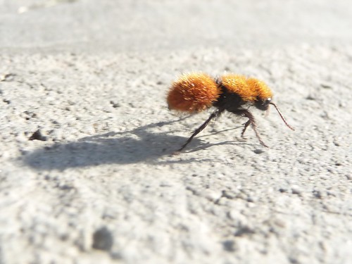 Velvet Ants 2 Velvet Ants Bulwark